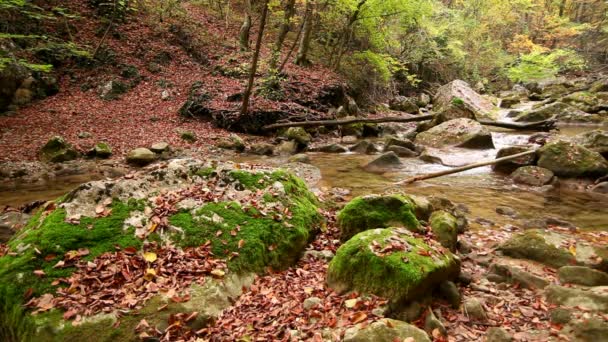 Agua en el río y el bosque, rocas, hojas . — Vídeo de stock