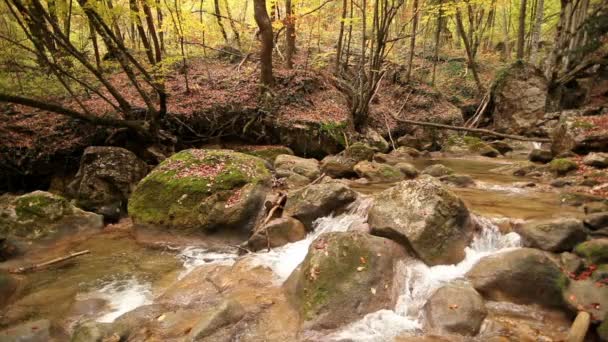 Berg rivier en hout in de herfst — Stockvideo