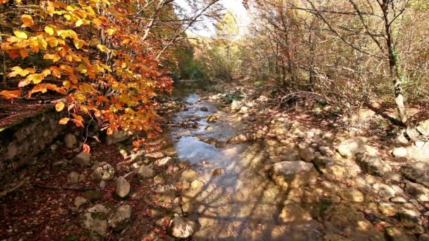 Rzeki i jasnych liściach drzew. jesień, krajobraz — Wideo stockowe