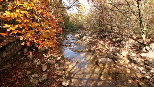 Río y hojas brillantes de árboles. Otoño, un paisaje — Vídeos de Stock