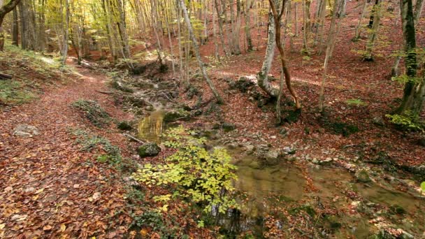 Herfst hout over een rustige stream. landschap. — Stockvideo