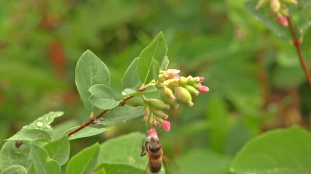 Пчела на цветке собирает нектар — стоковое видео
