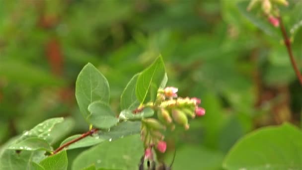 De hommel op een bloem verzamelt nectar — Stockvideo