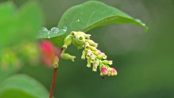 Myran kryper på en blomma — Stockvideo