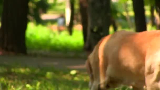 Silhouette of a dog in park — Stock Video