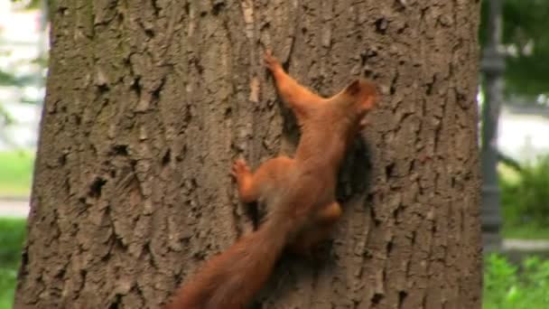 Eichhörnchen auf einem Baumstamm im Sommer — Stockvideo