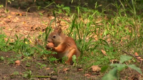 De eekhoorn gnaws een moer in de zomer park — Stockvideo