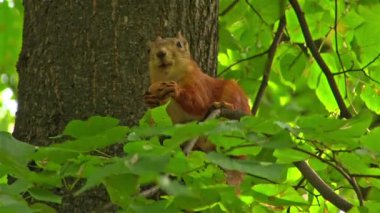Kızıl sincap fındık bir ağaç dalı gnaws.