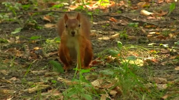 Rotes Eichhörnchen im Park — Stockvideo