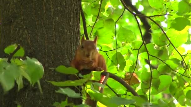Écureuil ronge noix dans l'après-midi sur un arbre — Video