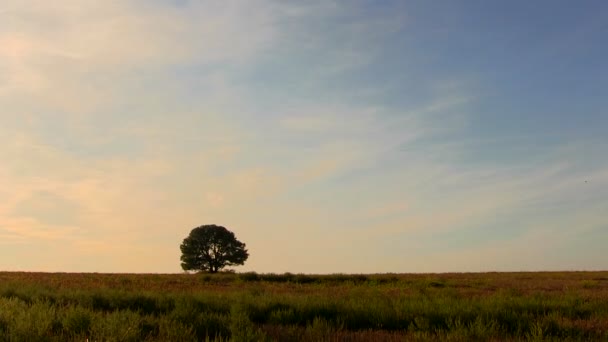 Soluppgång i stäppen. tidsinställdフィールド「.time 経過で素晴らしいの夜明け — Stockvideo