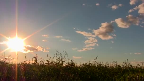 Wonderful decline in field . Time lapse — Stock Video