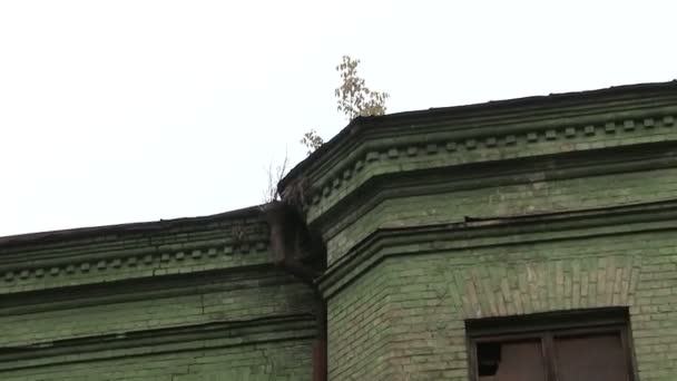 Roof of the old house with a tree — Stock Video