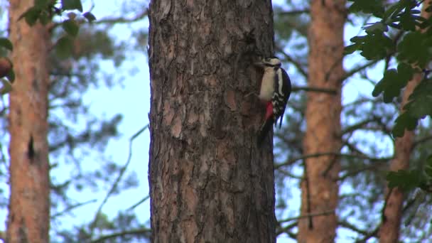 Птица, дятел, сидит на дереве — стоковое видео