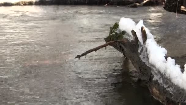 Stream in the winter. Focus approach — Stock Video