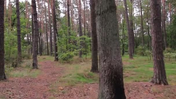 Wood track. Steadycam shot. — Stock Video