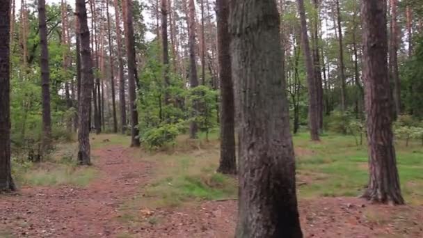 Holzweg. Schwebestativ geschossen. — Stockvideo