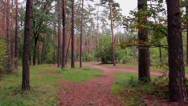 Wandelen op het hout. Steadycam schot. — Stockvideo