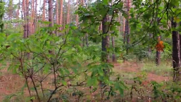 Voo à volta de um arbusto verde. tiro Steadycam . — Vídeo de Stock