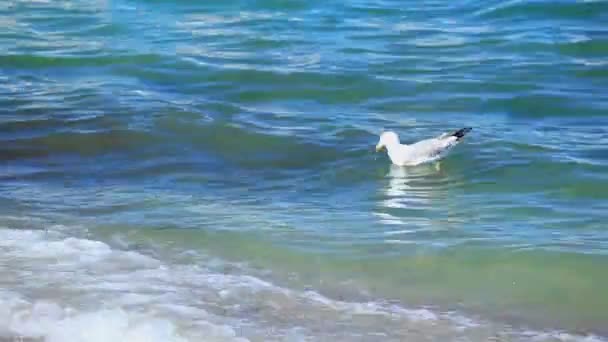 The seagull floats in sea waves — Stock Video