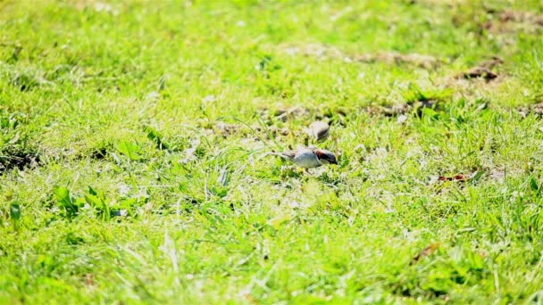 El gorrión come en una hierba verde — Vídeo de stock