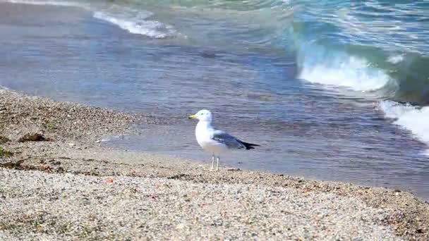 Bird, seagull goes on the sandy coast — Stock Video