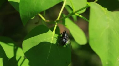 yeşil yaprak üzerinde oturan fly. Makro.
