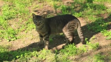sokakta iki yetişkin kedi oyna