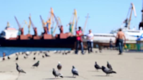 Sea embankment with silhouettes of the people feeding pigeons — Stock Video