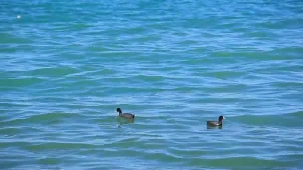Dos pájaros flotan en el mar azul — Vídeo de stock