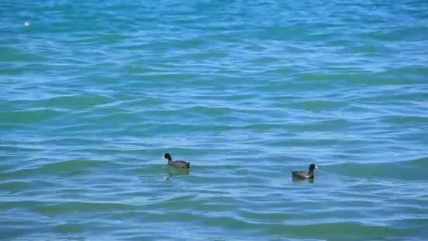 Deux oiseaux flottent dans la mer bleue 