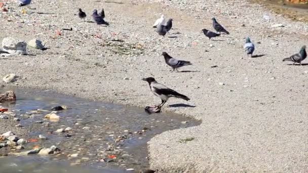 The crow off pieces of meat from drop — Stock Video