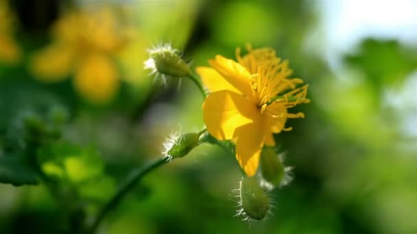 La fleur jaune tremble sur un vent 