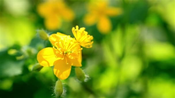 Žlutý květ zblízka — Stock video