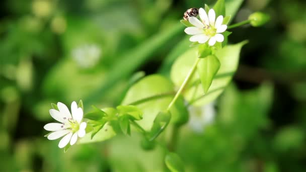 El insecto irregular busca néctar en una flor — Vídeos de Stock