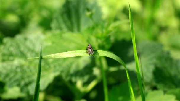 La mouche sur une tige verte vole avec s'assoit 