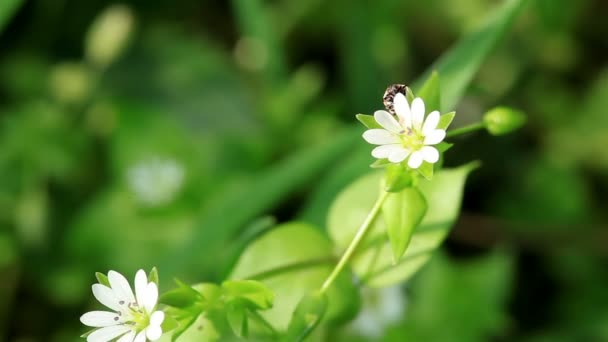 Der Käfer kriecht auf einer weißen Blume. — Stockvideo