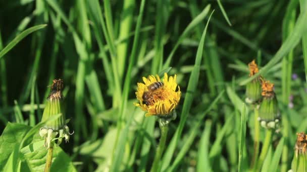 De bug kruipt op een witte bloem. — Stockvideo