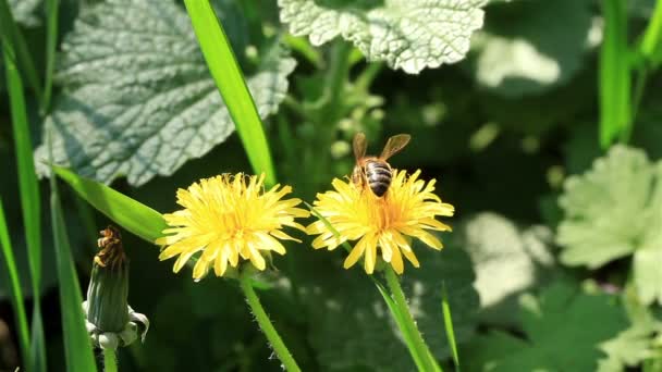 Bee in the course of food search on a yellow flower — Stock Video