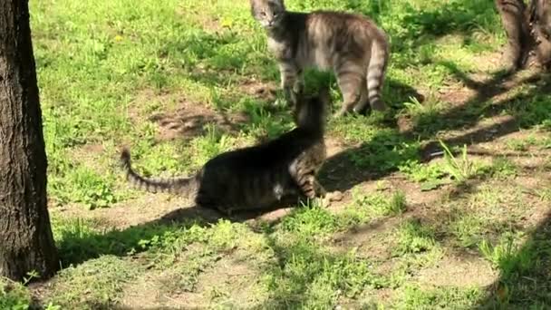 Вулична кішка вдень — стокове відео