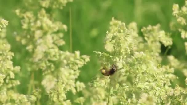 A abelha voa em volta de uma grama — Vídeo de Stock