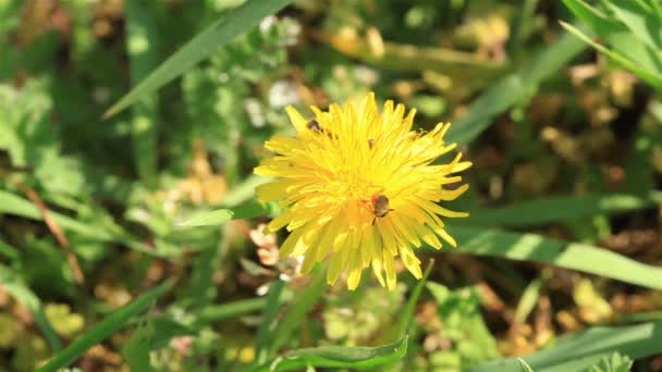 El pequeño insecto se arrastra sobre una flor amarilla. Macro — Vídeos de Stock