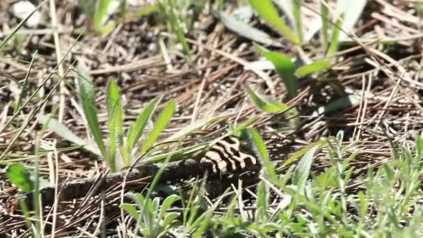 La mariposa se arrastra en el suelo — Vídeos de Stock