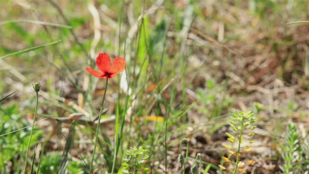 Pequeña flor, amapola, de cerca en la madera — Vídeos de Stock