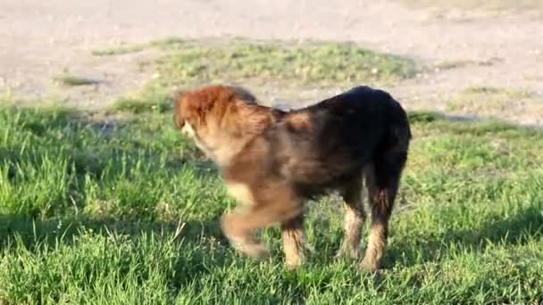 Vagrant hond op de straat — Stockvideo