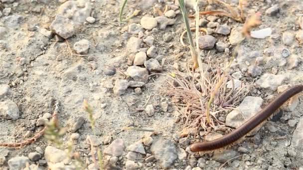 Centipede creeps on the ground. Close-up shot — Stock Video