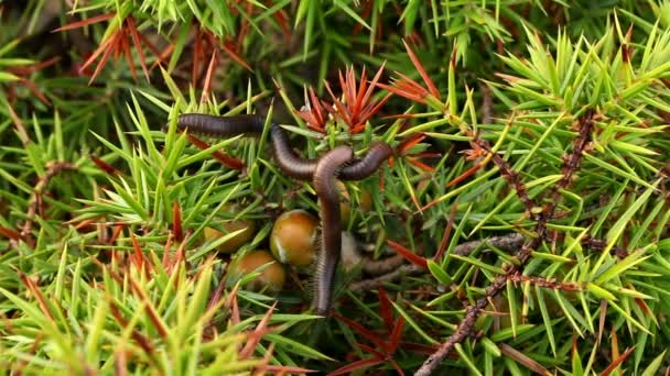 Two centipedes in a coniferous tree — Stock Video