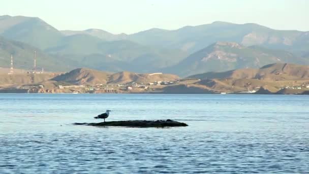 La gaviota sentada una piedra en el mar — Vídeo de stock