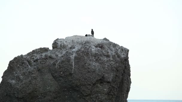 Büyük bir kayanın üzerinde oturan iki kuş — Stok video