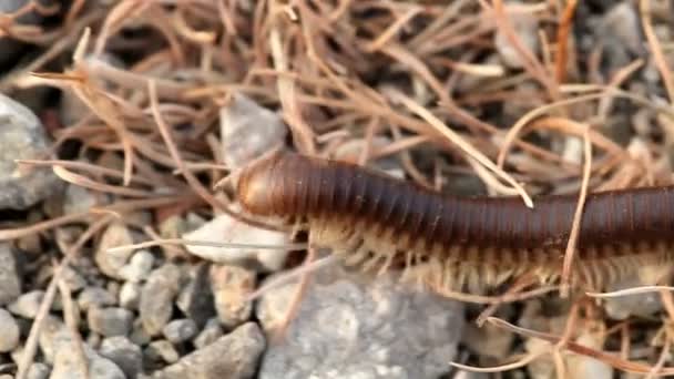 Macroshooting van een duizendpoot op de aarde in beweging — Stockvideo